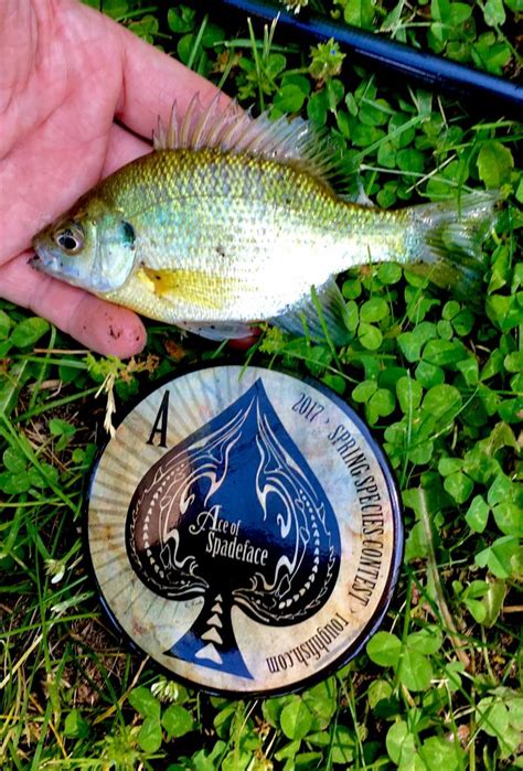 Sunfish, Bluegill | www.roughfish.com