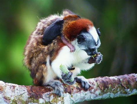 Panama Wildlife Discovery - Central America Vacation