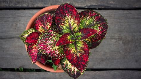 Coleus propagation: how to get more plants | Gardeningetc