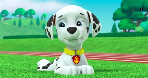 Marshall, the Dalmatian - Paw Patrol, Patrulla de Cachorros foto (40125868) - fanpop