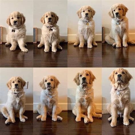 How did he grow up so fast (8-12 weeks) - Animals | Big fluffy dogs, Dog breeds, Retriever puppy