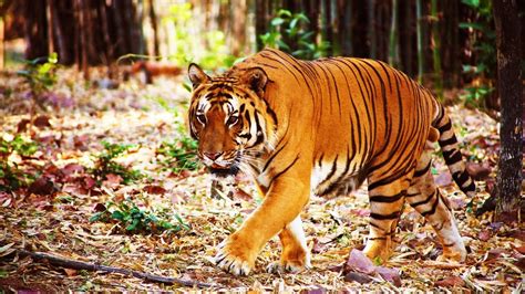 Had Recorded The Lowest Record, Number Of Indian Tigers Soared High Reaching 3,167 Heads Last Year