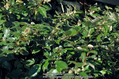 Photo of the leaves of Silverthorn (Elaeagnus pungens 'Fruitlandii') posted by treehugger ...