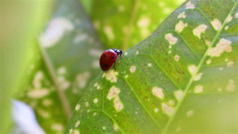 Ladybug walks on green leaf 14283364 Stock Video at Vecteezy