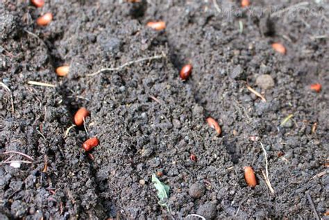 Planting Guide - Starting Green Beans from Seed - Dig for Your Dinner