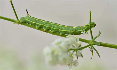 Hummingbird Hawk-Moth - A-Z Animals