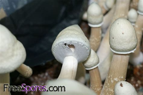 Psilocybe cubensis : Albino A+ Spore Syringe - $12.95 : FreeSpores.com, Mushroom Spores and Cultures