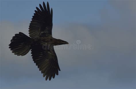 Raven in flight stock photo. Image of watch, eagle, buzzard - 99534472