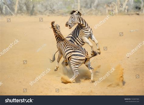 2,037 Zebra Fighting Images, Stock Photos & Vectors | Shutterstock