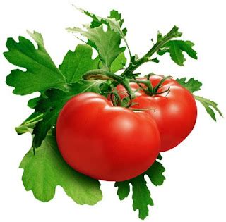 MyMind: Flavr Savr Tomatoes