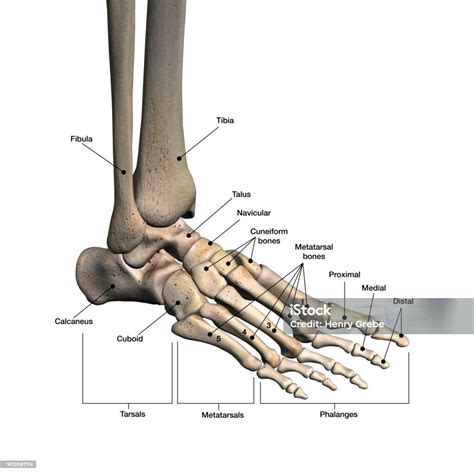 Bones Of The Foot And Ankle Labeled