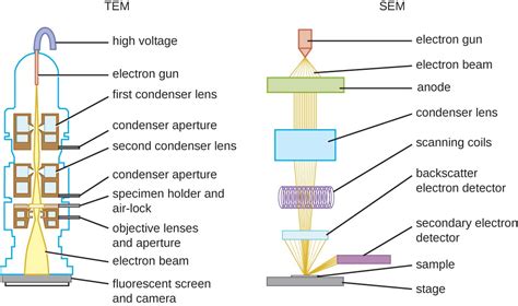 Electron Microscopes Labeled