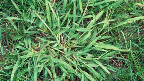 How to get rid of Crabgrass in the summer – Lawnbright