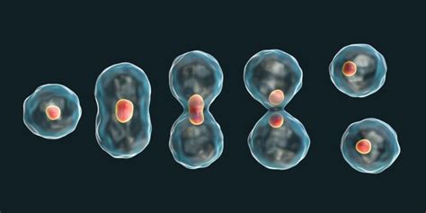 Histologia y Embriologia Bucal: Teoría Celular