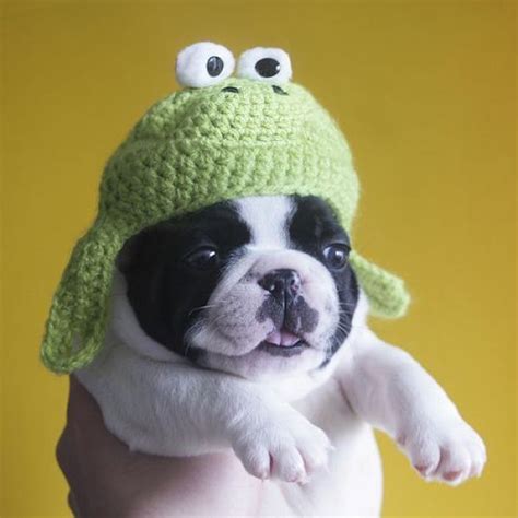 Puppy Hat – 1Funny.com