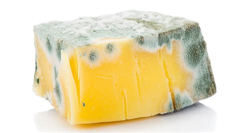 Blue Cheese Mold