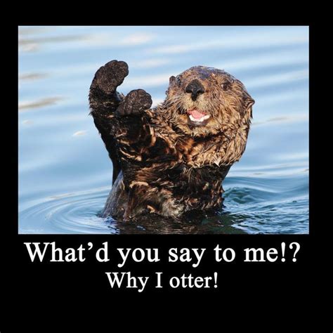 sea_otter_meme_by_artbyjoelk-d68oyj5.jpg (894×894) | Otters, Funny animals, Funny animal pictures