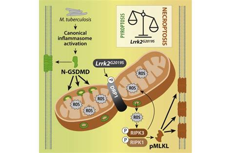 Unlocking hidden connections between cell death and inflammation