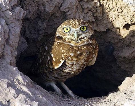 Desert Birds & Adaptations | Types of Desert Birds | BioExplorer