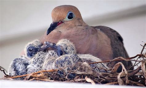 All About Mourning Dove Eggs and Baby Mourning Doves