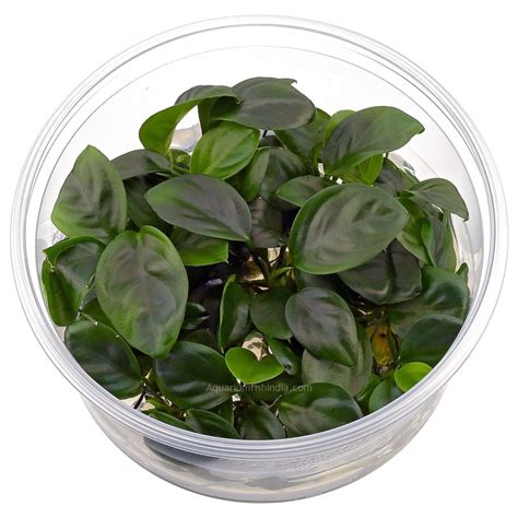 Anubias Barteri 'Compact' | Aquarium Fish India