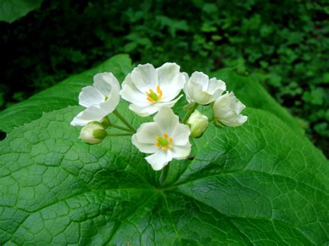 Diphylleia grayi F. Schmidt