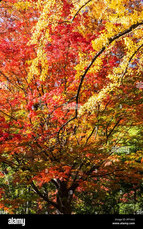 Japan, Honshu, Tokyo, Hibiya, Hibiya Park, Autumn Leaves Stock Photo - Alamy