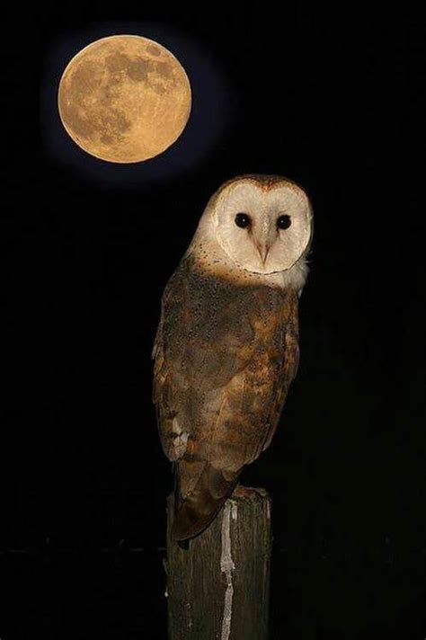 Night owl | Corujas brancas, Fotos de corujas, Imagem coruja