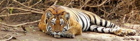 Tiger Facts | WWF India