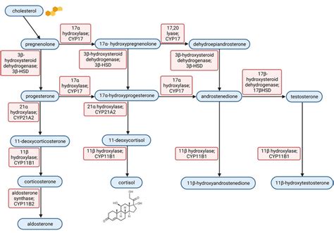 Steroid synthesis pathway. Steroid hormones are mostly synthesised in... | Download Scientific ...