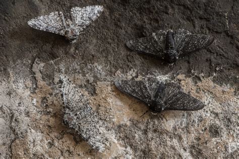 Directional Selection Peppered Moth