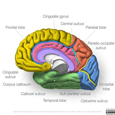 Central sulcus | Radiology Reference Article | Radiopaedia.org