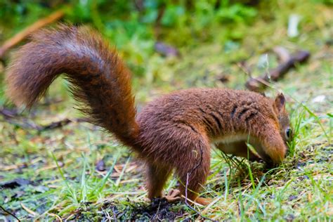 Squirrels in the forest – Harald's Photo Blog