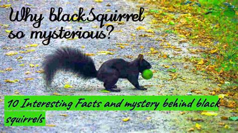 Interesting Facts and mystery behind black squirrels