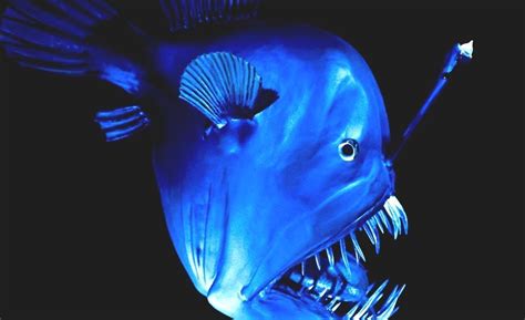 Deep Sea Creature - Fish That Live On The Ocean Floor