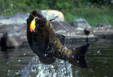 Boundary Waters Fishing | North Country Canoe Outfitters