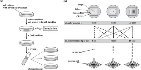 Schema of the protocol of cell preparation and clonogenic assay. (b ...