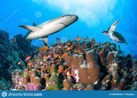 Colorful Coral Reef with Shark Sea Turtle and Many Fishes. Stock Photo - Image of swim, nature ...