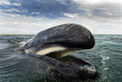 Gray whale feeding at the surface and showing it's baleen. Biosphoto / Christopher Swann ...