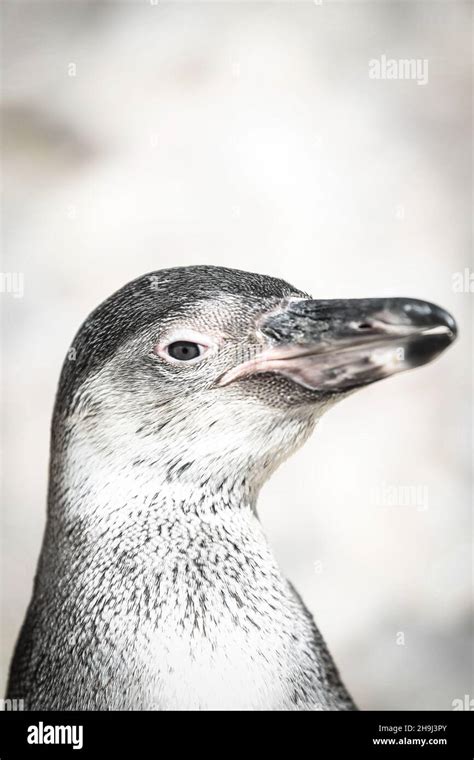 Penguins at London Zoo Stock Photo - Alamy