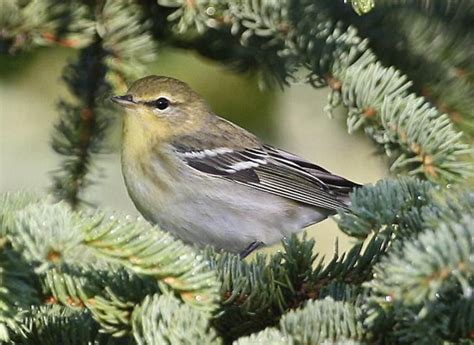 Free picture: fall, plumage, blackpoll, warbler