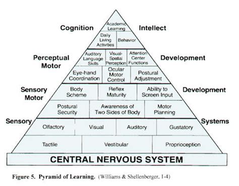 Sensory Pyramid – Connections Pediatric Therapy