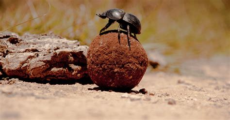 Scientists Reveal Secret To Dung Beetles' Impressive Navigation Skills | HuffPost