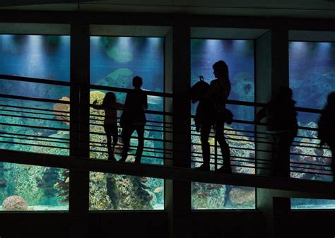 Five Reasons to Love the National Aquarium | Visit Baltimore