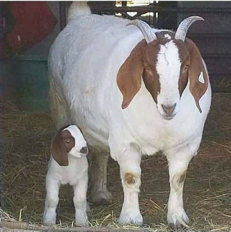 Boer goat breed information guide – Artofit