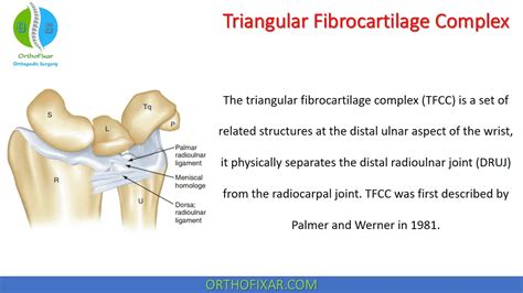 Triangular Fibrocartilage Complex | OrthoFixar 2024