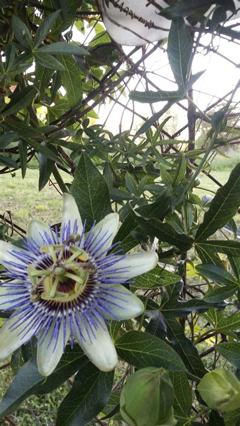 Flor de maracuya | Jardines, Maracuya, Lugares