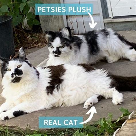 Make a Custom Stuffed Animal of Your Cat | Petsies