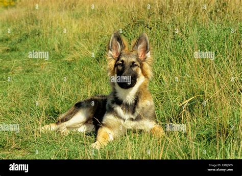 Black Husky German Shepherd Mix