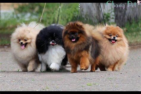 Top 10 Pomeranian Haircut Ideas For 2018 | Dogs, Pomeranian puppy, Puppies